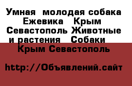 Умная, молодая собака Ежевика - Крым, Севастополь Животные и растения » Собаки   . Крым,Севастополь